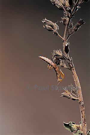 Mantis religiosa (mante religieuse) - larve