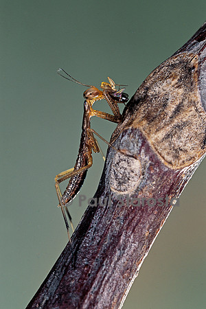 Mantis religiosa (mante religieuse) - larve