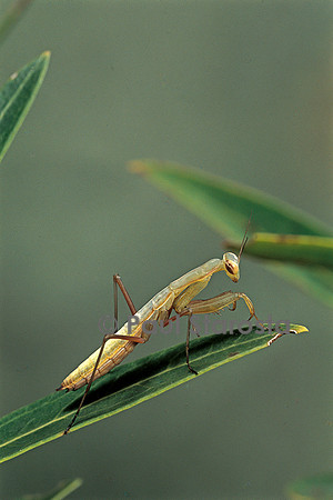 Mantis religiosa (mante religieuse) - larve