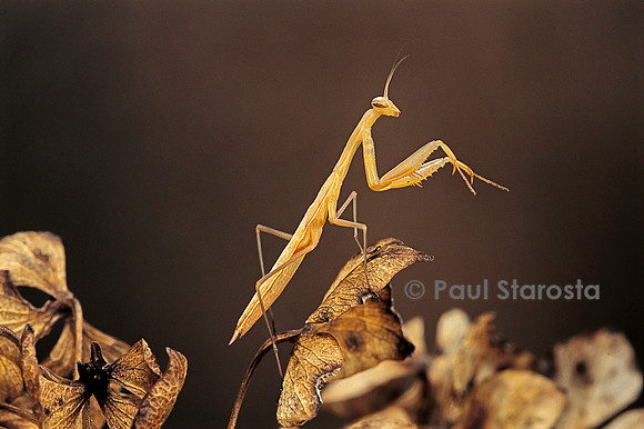 Mantis religiosa (mante religieuse) - larve