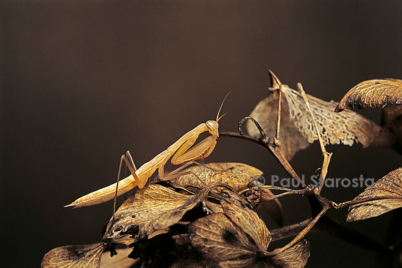 Mantis religiosa (mante religieuse) - larve
