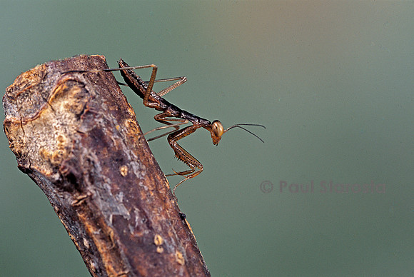 Mantis religiosa (mante religieuse) - larve