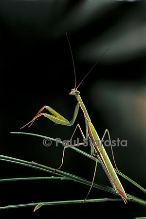 Mantis religiosa (mante religieuse) - mâle