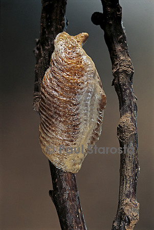Mantis religiosa (mante religieuse) - oothèque