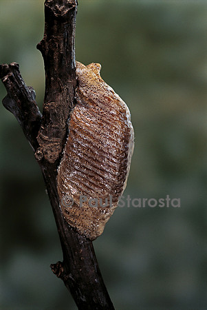 Mantis religiosa (mante religieuse) - oothèque