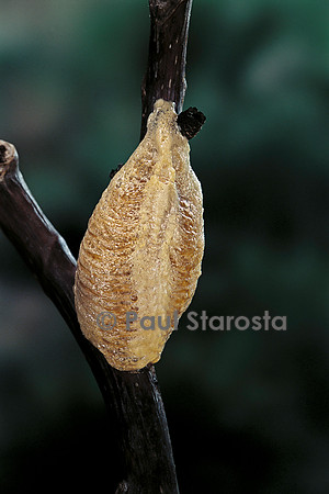 Mantis religiosa (mante religieuse) - oothèque fraîche