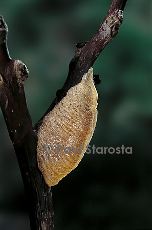 Mantis religiosa (mante religieuse) - oothèque fraîche
