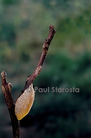 Mantis religiosa (mante religieuse) - oothèque venant d'être pondue