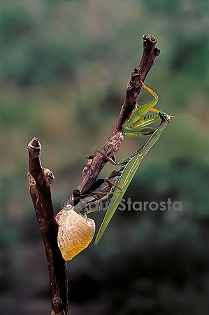 Mantis religiosa (mante religieuse) - pondant