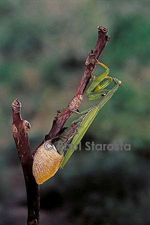 Mantis religiosa (mante religieuse) - pondant