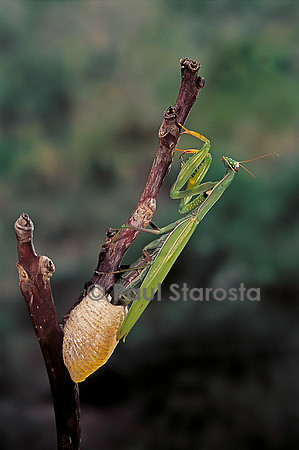 Mantis religiosa (mante religieuse) - pondant