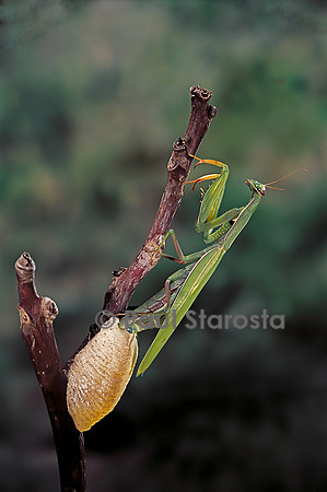 Mantis religiosa (mante religieuse) - pondant