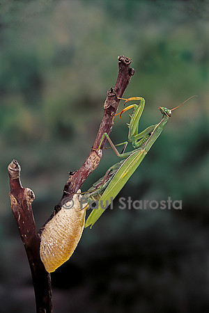 Mantis religiosa (mante religieuse) - pondant