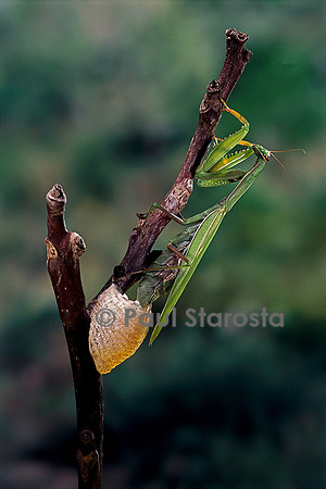 Mantis religiosa (mante religieuse) - pondant