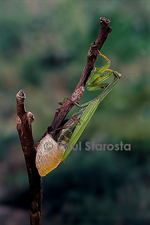 Mantis religiosa (mante religieuse) - pondant