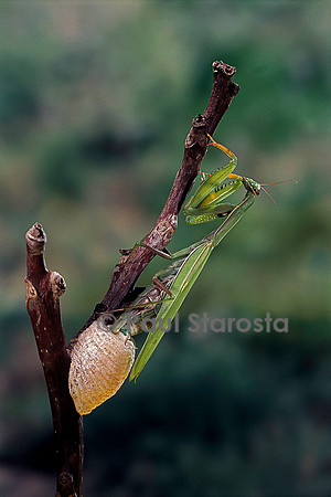 Mantis religiosa (mante religieuse) - pondant