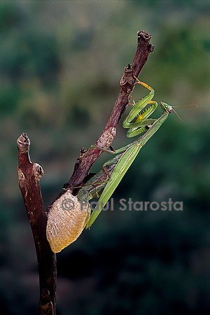 Mantis religiosa (mante religieuse) - pondant