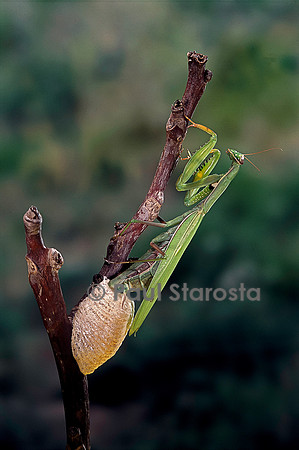 Mantis religiosa (mante religieuse) - pondant
