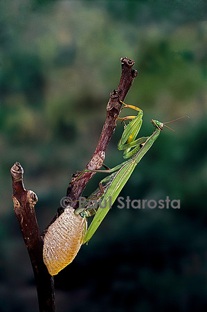Mantis religiosa (mante religieuse) - pondant