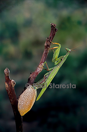 Mantis religiosa (mante religieuse) - pondant