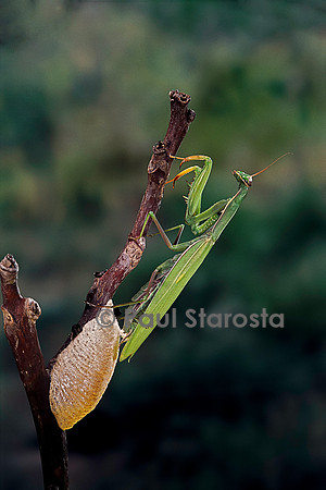 Mantis religiosa (mante religieuse) - pondant