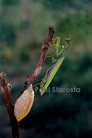 Mantis religiosa (mante religieuse) - pondant