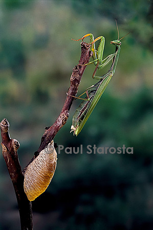 Mantis religiosa (mante religieuse) - pondant