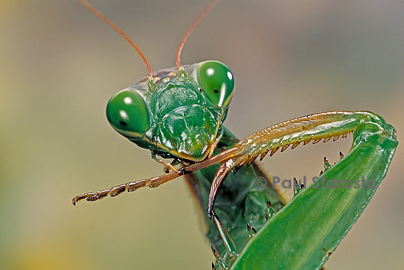 Mantis religiosa (mante religieuse) - portrait