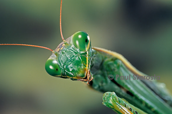 Mantis religiosa (mante religieuse) - portrait