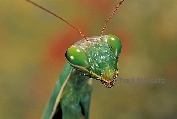 Mantis religiosa (mante religieuse) - portrait