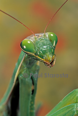 Mantis religiosa (mante religieuse) - portrait