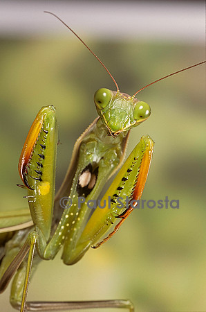Mantis religiosa (mante religieuse) - posture de défense