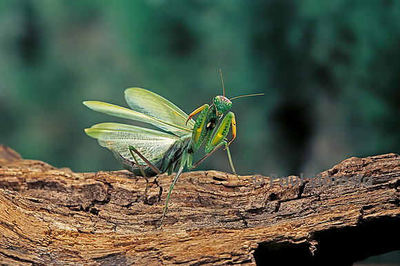 Mantis religiosa (mante religieuse) - posture défensive