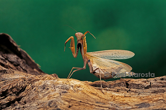 Mantis religiosa (mante religieuse) - posture défensive