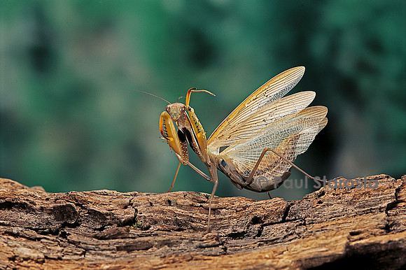 Mantis religiosa (mante religieuse) - posture défensive