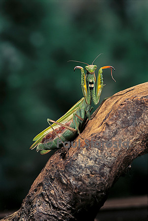 Mantis religiosa (mante religieuse) - posture défensive