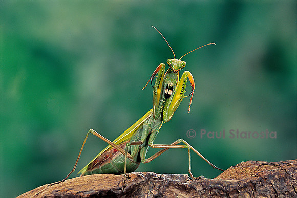 Mantis religiosa (mante religieuse) - posture défensive