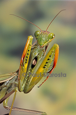 Mantis religiosa (mante religieuse) - posture défensive