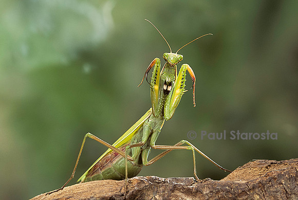 Mantis religiosa (mante religieuse) - posture d'intimidation