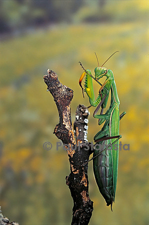 Mantis religiosa (mante religieuse) - prête à pondre