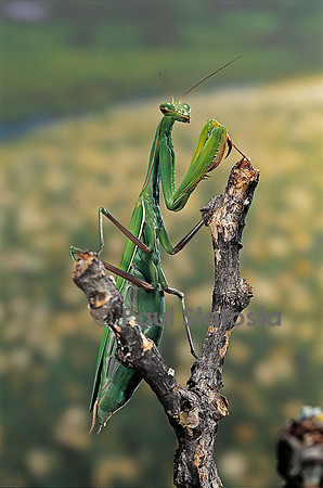 Mantis religiosa (mante religieuse) - prête à pondre