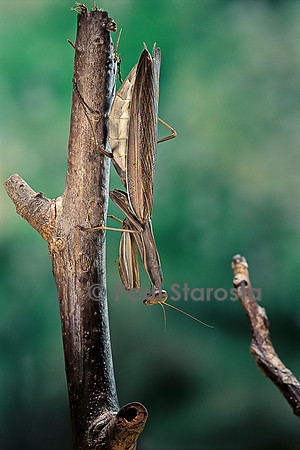 Mantis religiosa (mante religieuse) - prête à pondre