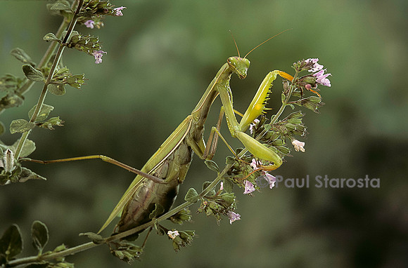 Mantis religiosa (mante religieuse)