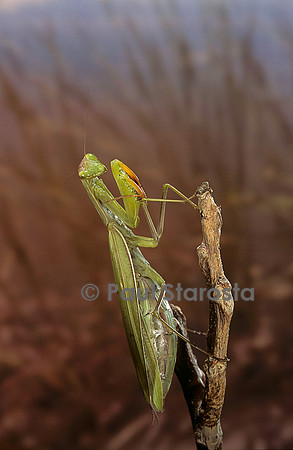 Mantis religiosa (mante religieuse)