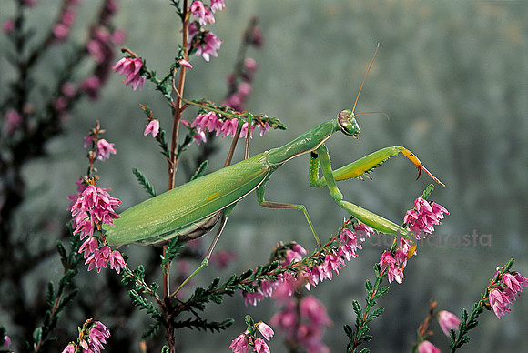 Mantis religiosa (mante religieuse)