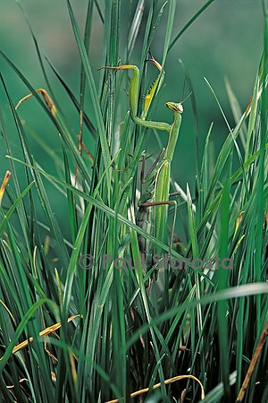 Mantis religiosa (mante religieuse)