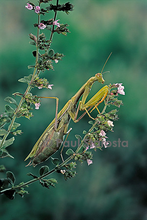 Mantis religiosa (mante religieuse)
