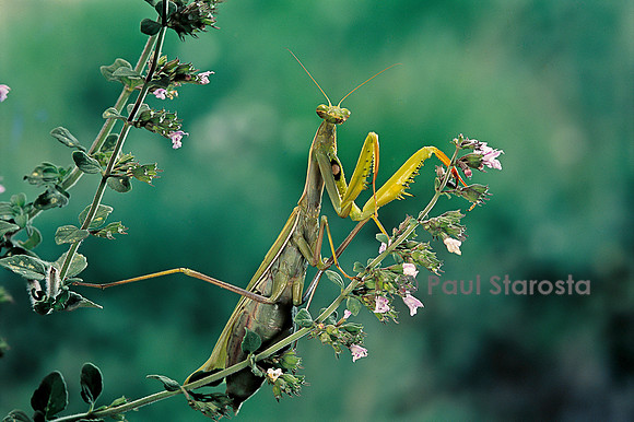 Mantis religiosa (mante religieuse)