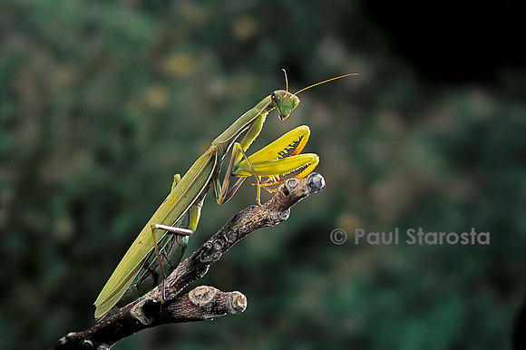 Mantis religiosa (mante religieuse)