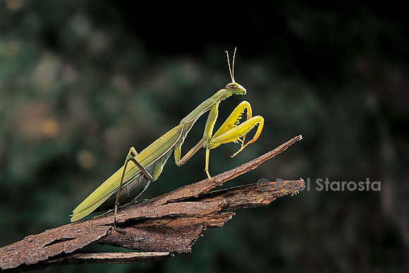Mantis religiosa (mante religieuse)